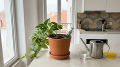 Um raminho de alecrim no vaso do pothos: o que faz sentido, o que é mito e como usar